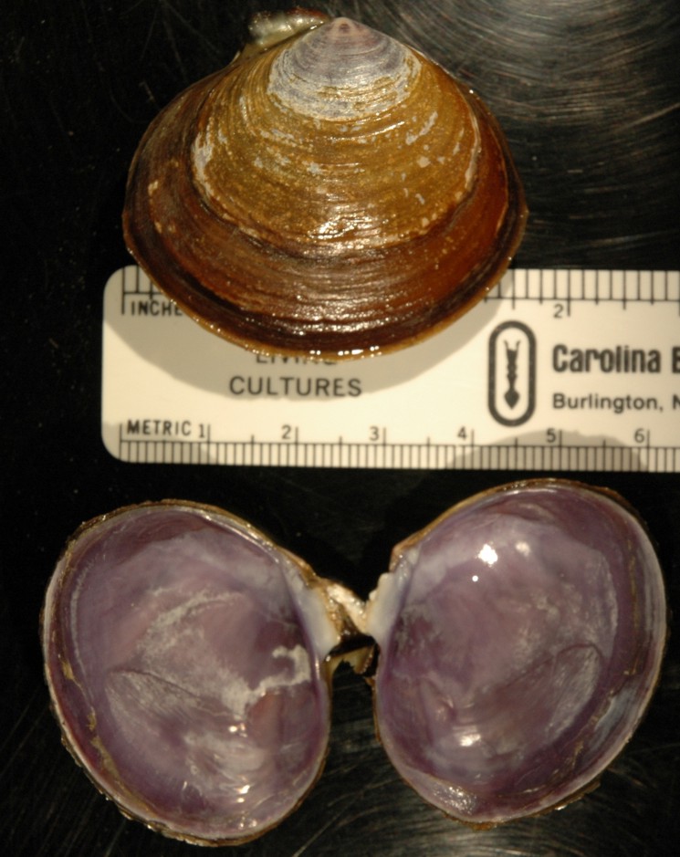 Image of Nuttallia obscurata