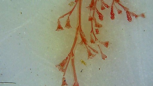 Image of Obelia oxydentata