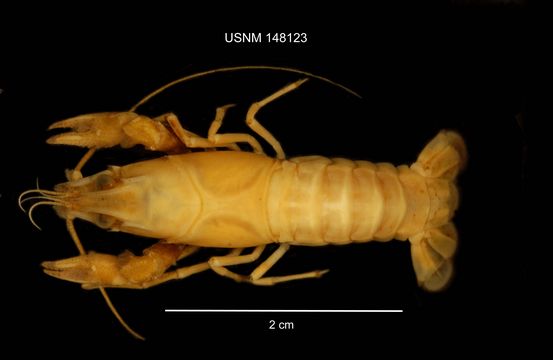 Virile Crayfish (Faxonius virilis) - Species Profile