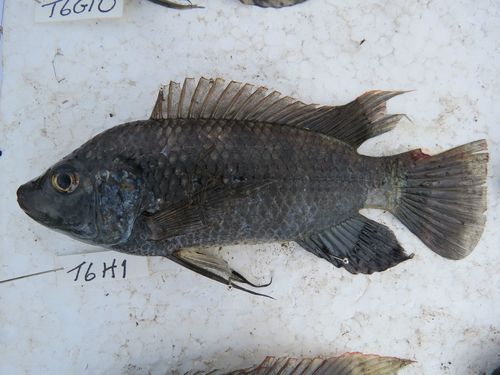 Image of Oreochromis urolepis