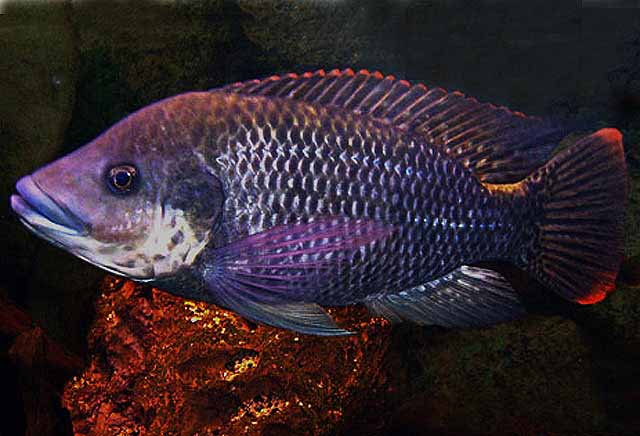 Image of Oreochromis mossambicus