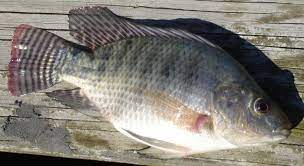 Image of Oreochromis niloticus