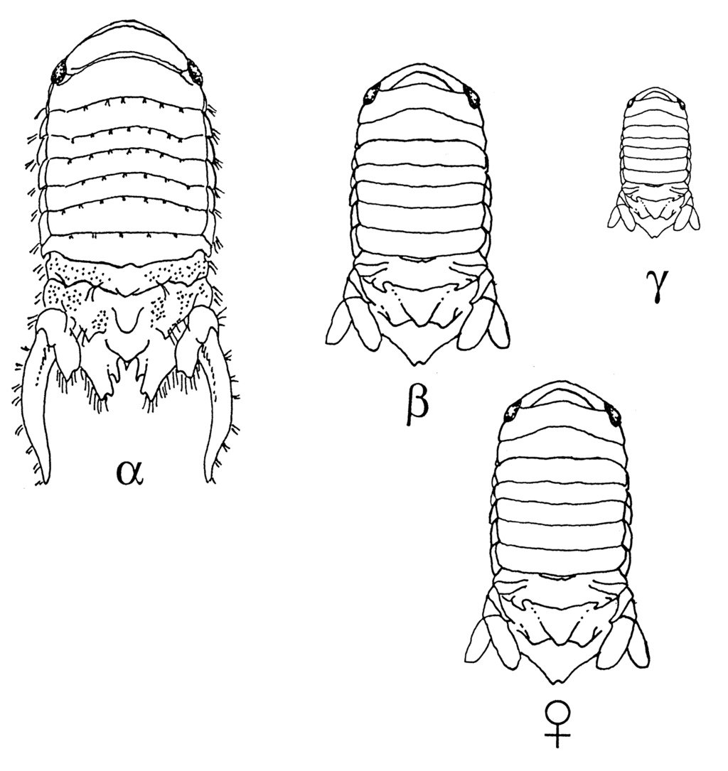 Image of Paracerceis sculpta