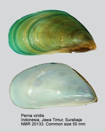 Image of Perna viridis