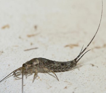 Image of Petrobius brevistylis