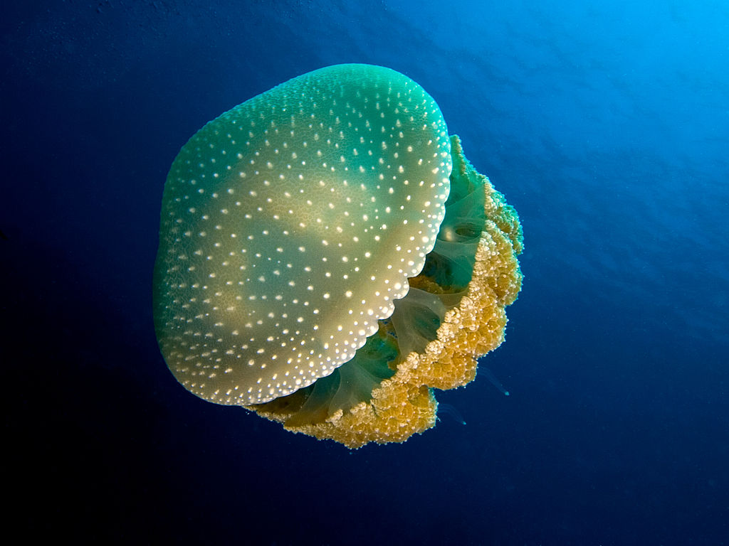 Types Of Cnidarians Jellyfish