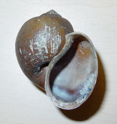 Image of Pomacea canaliculata