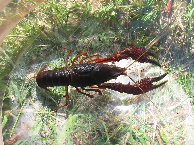 Catching GINORMOUS Bass on RED Crawfish!!! Loser gets a Cajun Craw  Earring (FISHING CHALLENGE) 