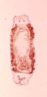 Image of Pseudodactylogyrus anguillae