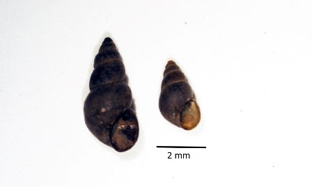 Image of Pyrgophorus parvulus