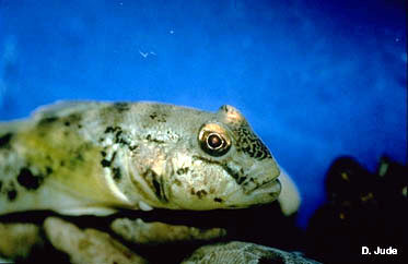 Image of Neogobius melanostomus