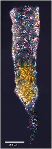 Image of Rhizodomus tagatzi