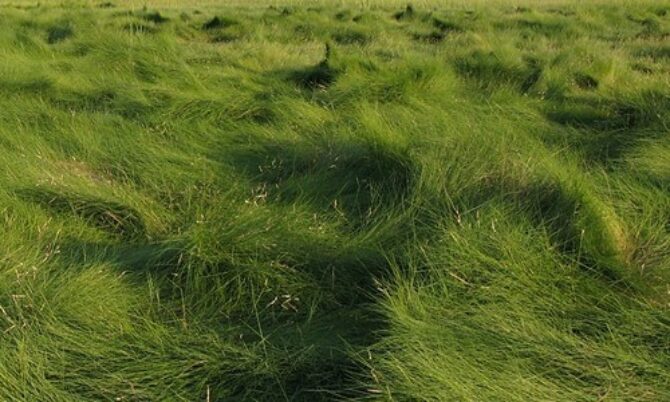 Image of Spartina patens