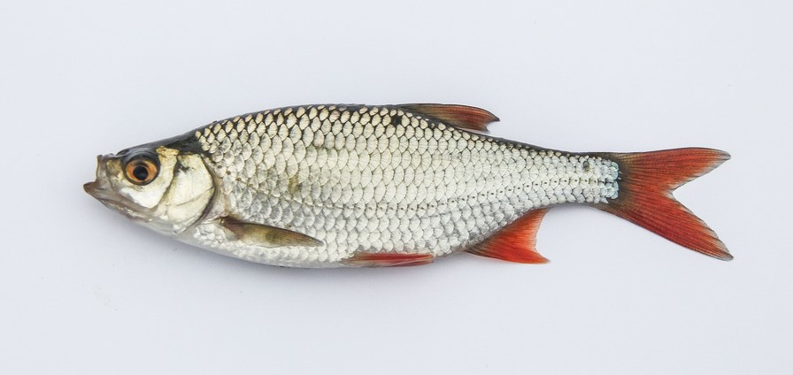 Image of Scardinius erythrophthalmus