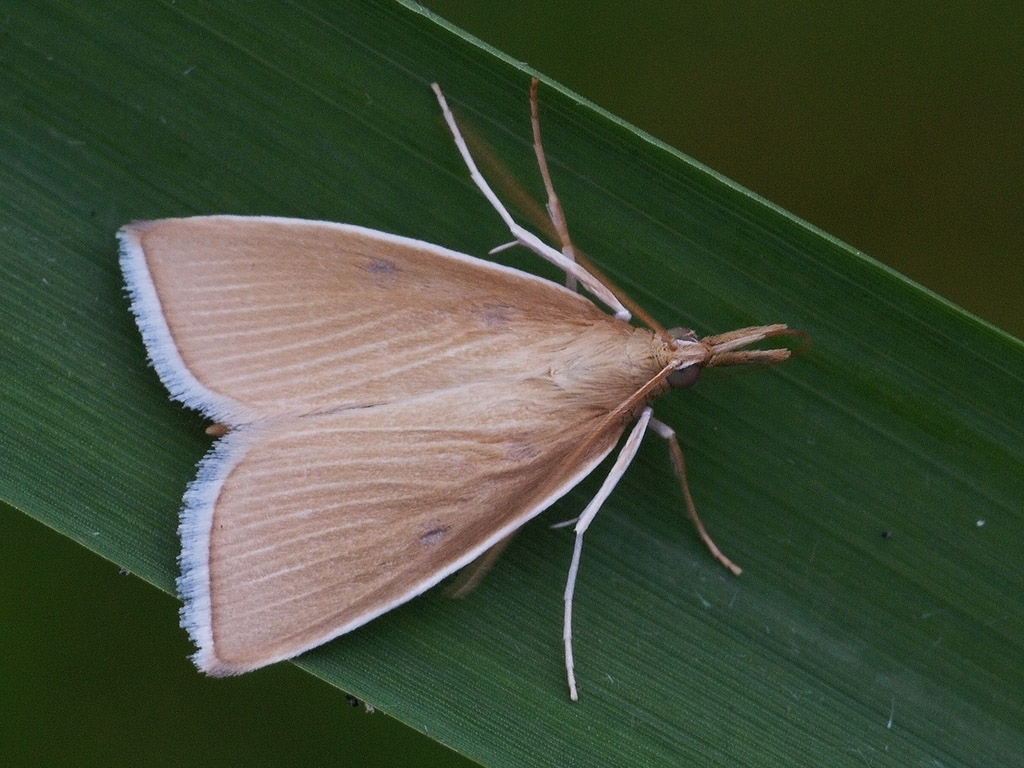 Image of Sclerocona acutella