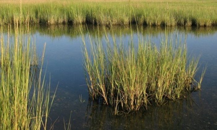 Image of Spartina alterniflora