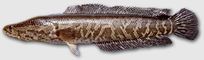 Image of Channa argus