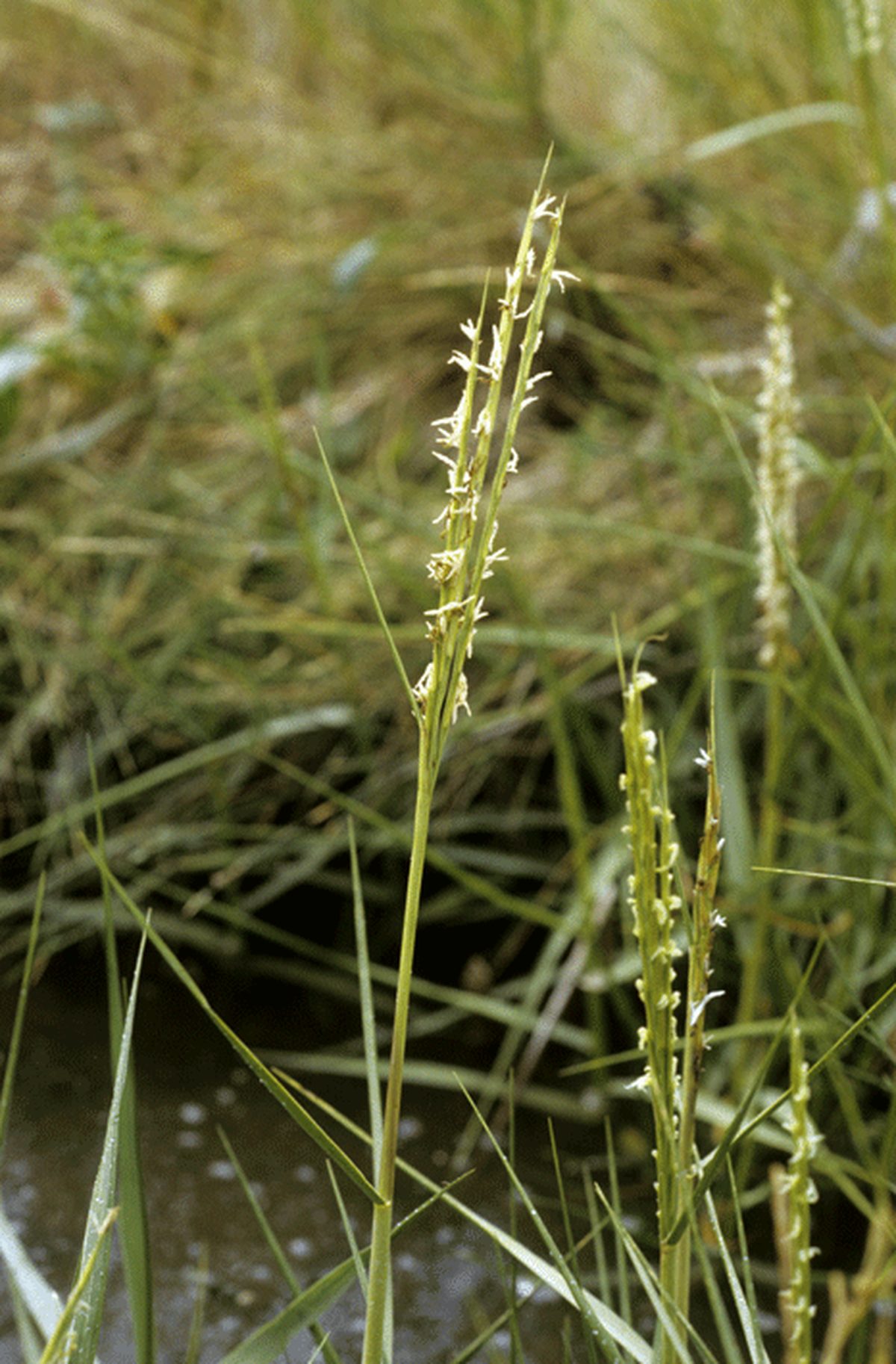 Image of Spartina anglica