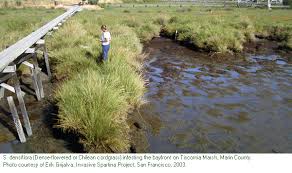 Image of Spartina densiflora