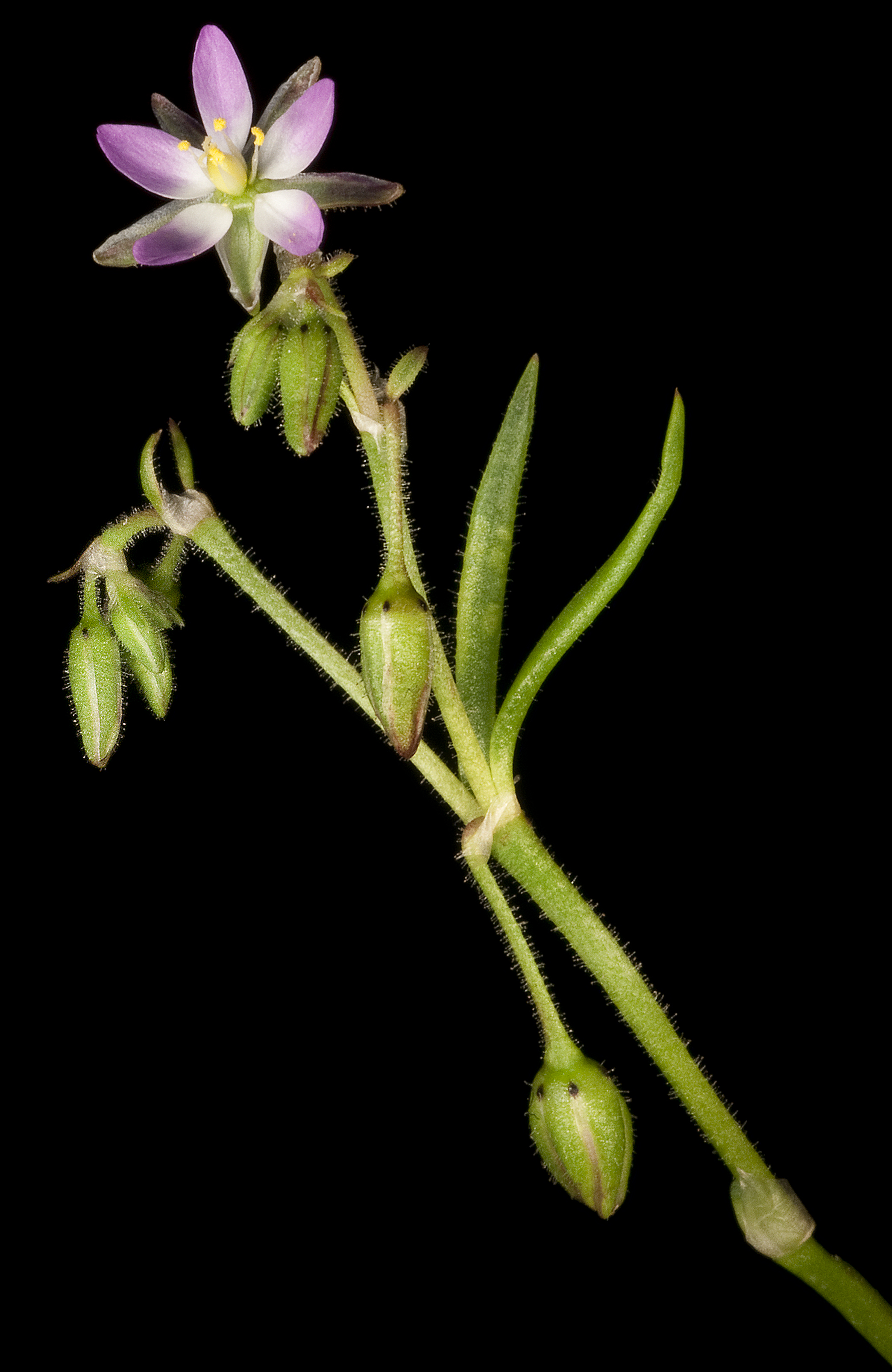 Image of Spergularia media