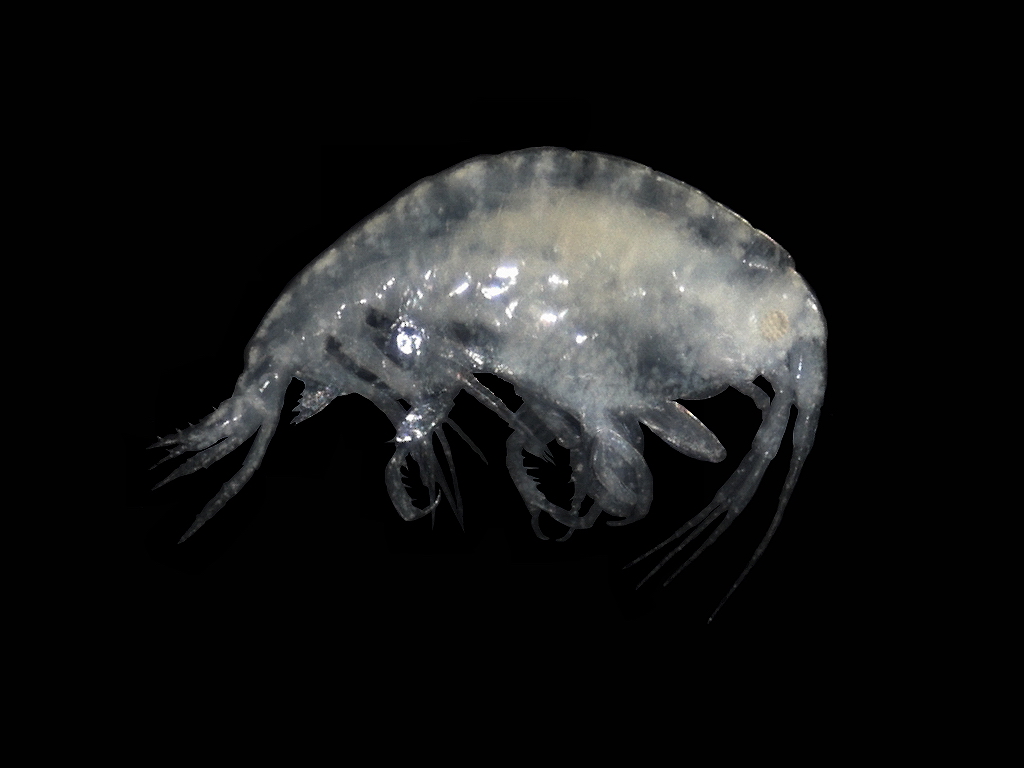 Image of Stenothoe valida