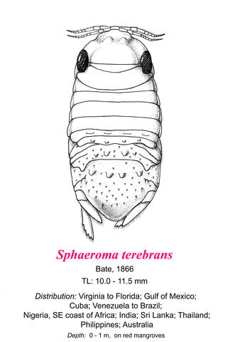 Image of Sphaeroma terebrans