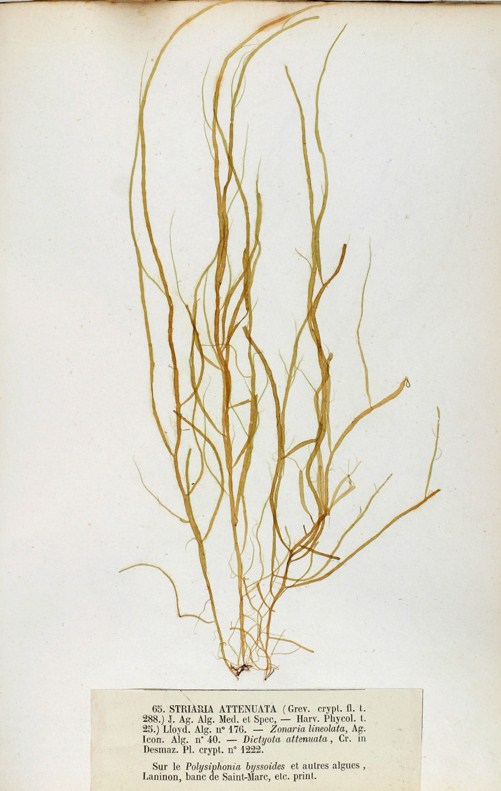 Image of Striaria attenuata