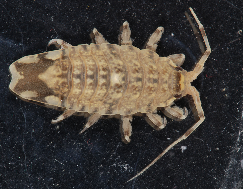 Image of Synidotea laticauda