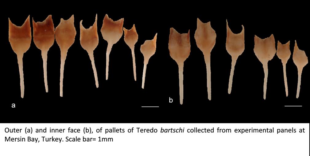 Image of Teredo bartschi