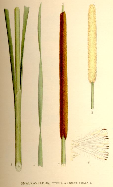 Image of Typha angustifolia