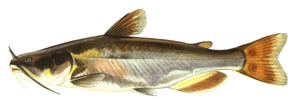 Image of Ameiurus catus