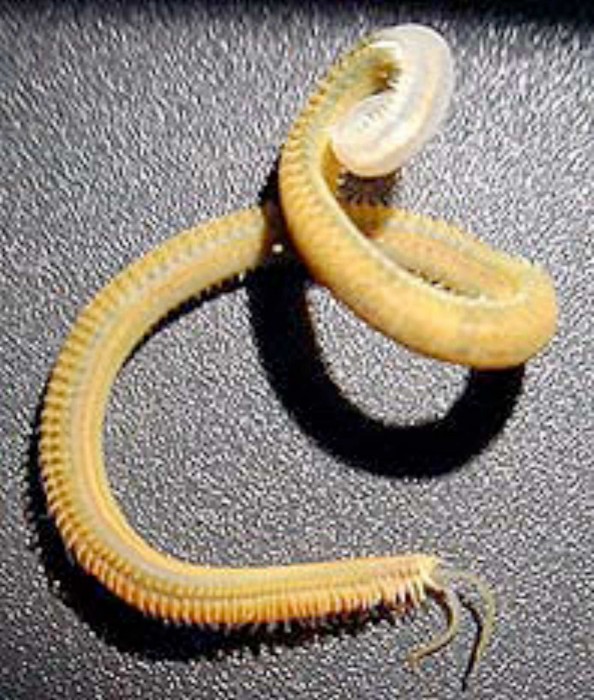 Image of Marenzelleria neglecta