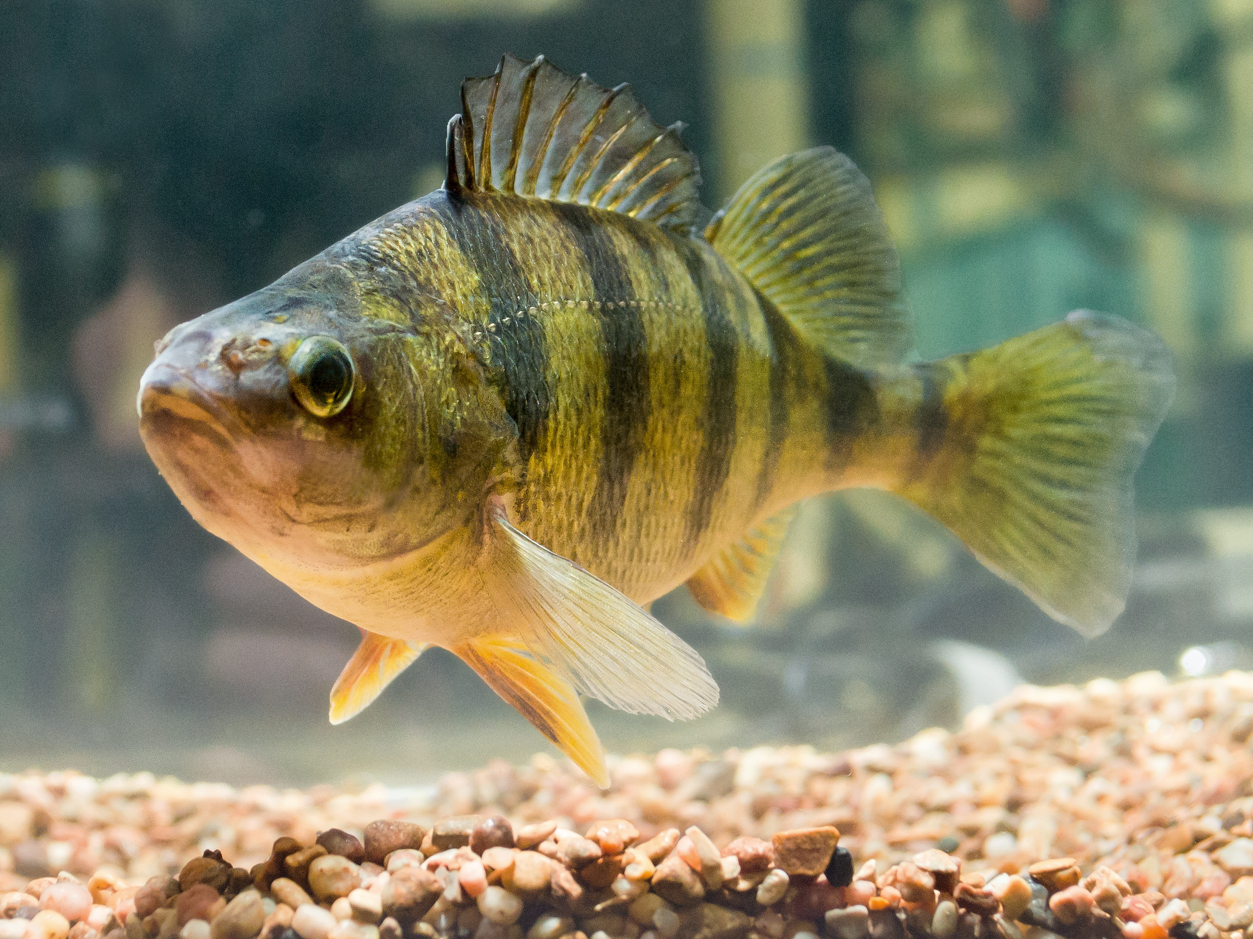 Very rare' endangered fish found swimming in Kansas River