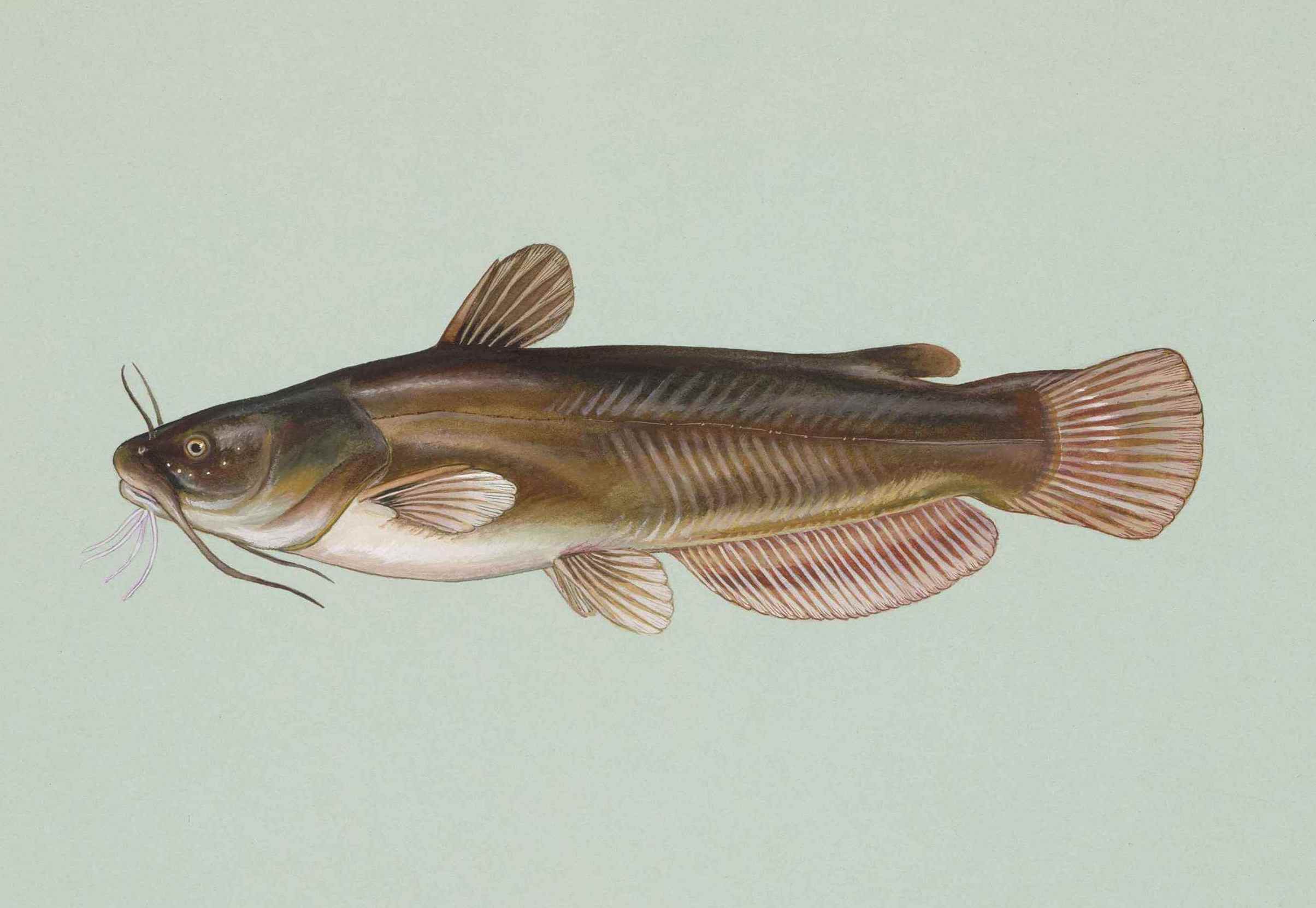 Image of Ameiurus natalis