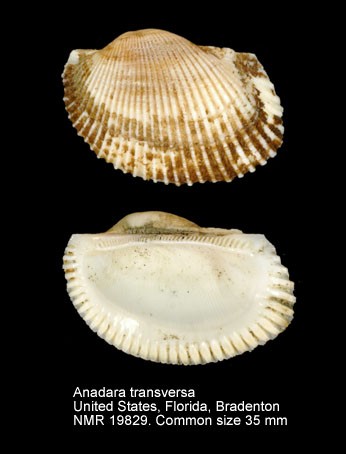 Image of Anadara transversa