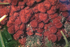 Image of Bonnemaisonia hamifera