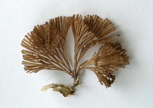 Image of Bugulina flabellata