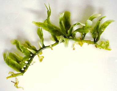 Image of Caulerpa brachypus