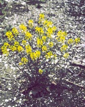 Image of Barbarea vulgaris
