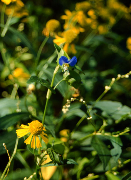 Image of Commelina communis