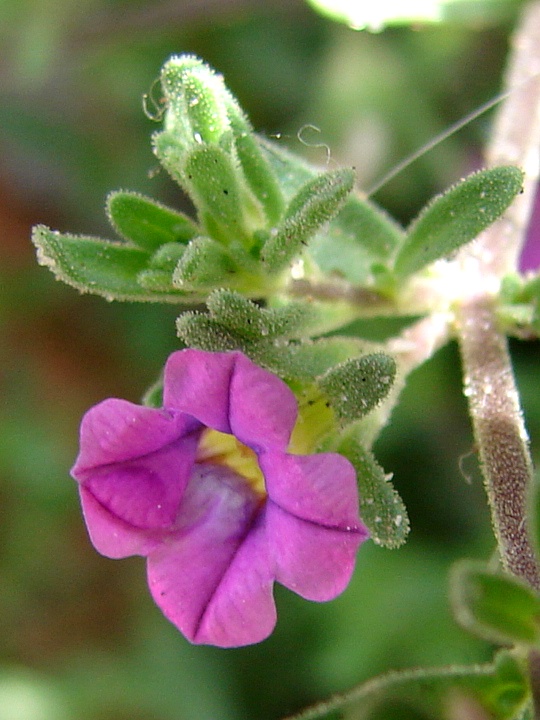 Image of Calibrachoa parviflora