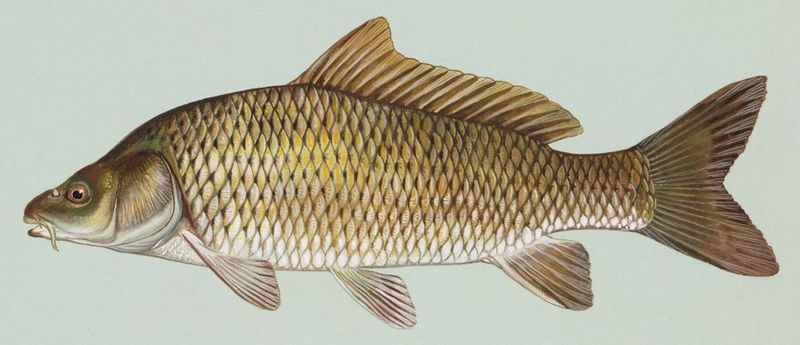 Image of Cyprinus carpio