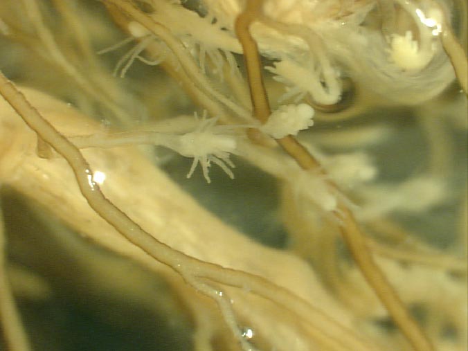 Image of Cordylophora caspia
