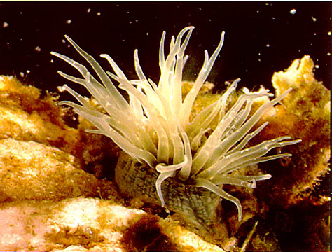 Image of Diadumene lineata