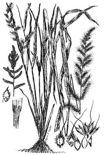 Image of Echinochloa crus-galli