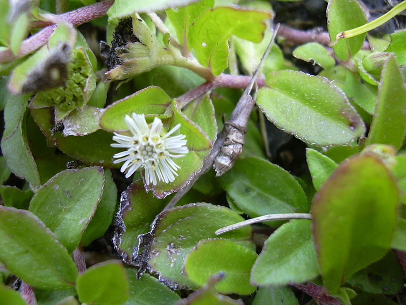 Image of Eclipta prostrata