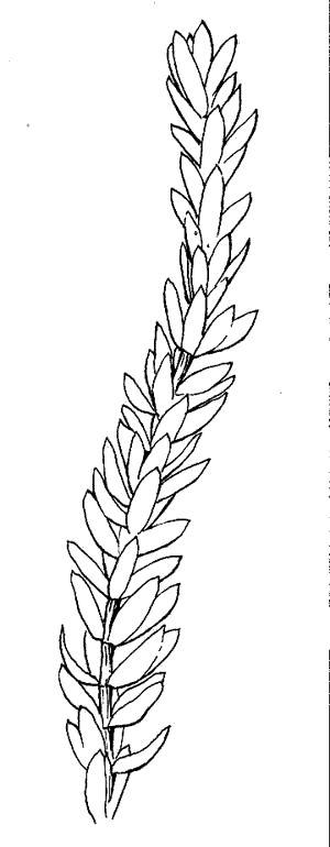 Image of Egeria densa