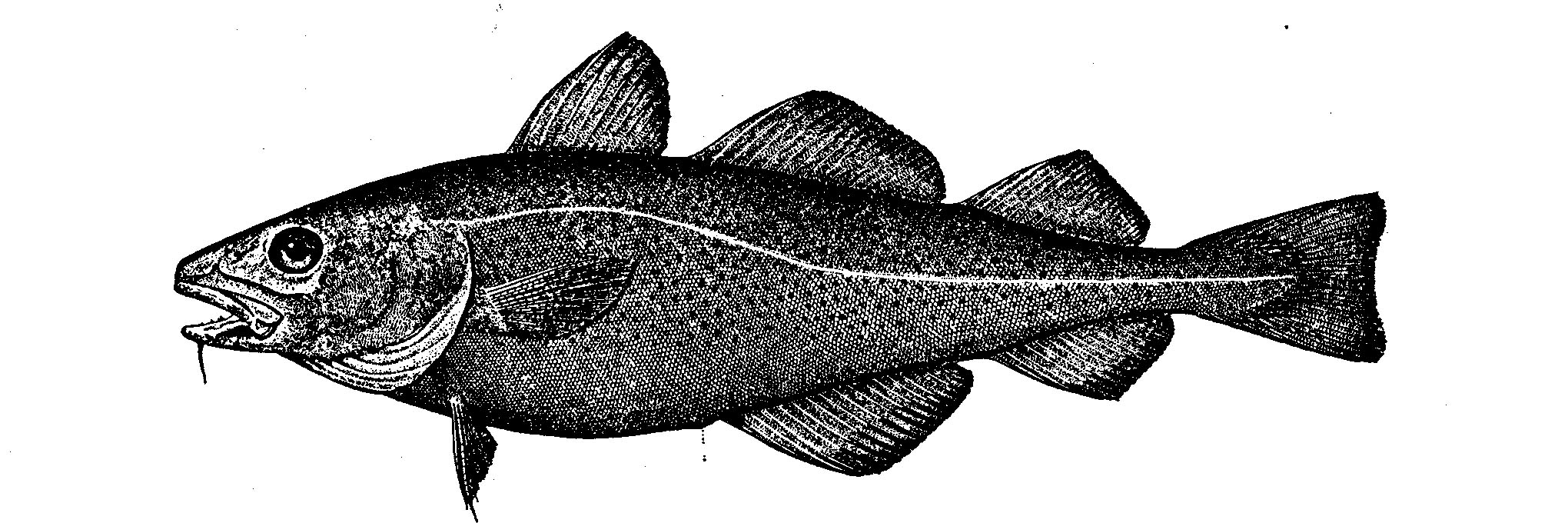 Image of Gadus morhua