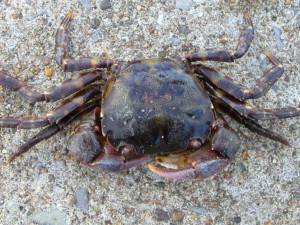 Image of Hemigrapsus sanguineus