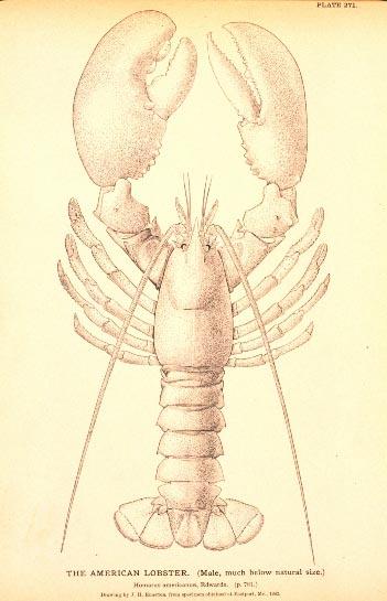 Image of Homarus americanus